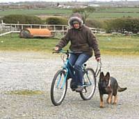 Kato is learning to trot at the side of a bike - Puppy Diary: Raising a working dog 2014